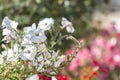 White petunias in bright colorful background