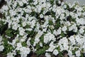 White petunias in the flowerbed in June Royalty Free Stock Photo