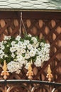 White petunias in hanging pot