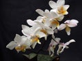 White Phaelenopsis Flowers