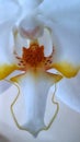 The White of Phalaenopsis Amabilis