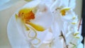 The White of Phalaenopsis Amabilis
