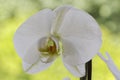 White Phalaenopsis hybrid orchid house plant Royalty Free Stock Photo