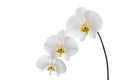 White Phalaenopsis Orchid