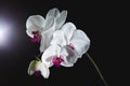 White phalaenopsis orchid with a back ray light on black background. Royalty Free Stock Photo