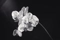 White phalaenopsis orchid with back ray light and drops of water on black background. Royalty Free Stock Photo