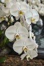 White Phalaenopsis Orchid Royalty Free Stock Photo