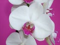 White Phalaenopsis Orchid