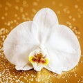 White phalaenopsis orchid Royalty Free Stock Photo