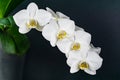 White phalaenopsis orchid flower on black background. Very beautiful close-up of Phalaenopsis known as Moth Orchid or Phal. Royalty Free Stock Photo