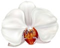 White Phalaenopsis orchid flower