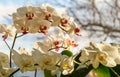 White phalaenopsis orchid flowers against sunshine window background. Very beautiful close-up of Phalaenopsis Royalty Free Stock Photo