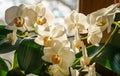 White phalaenopsis orchid flowers against sunshine window background. Very beautiful close-up of Phalaenopsis