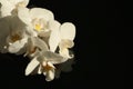 white phalaenopsis orchid flowers Royalty Free Stock Photo