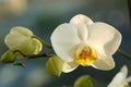 White Phalaenopsis orchid