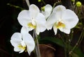 White Phalaenopsis orchid growing in the garden of Tenerife,Canary Islands, Spain.Tropical flowers. Royalty Free Stock Photo