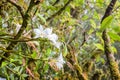 White Phalaenopsis orchid growing on the side of trees in a deep