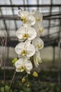 White Phalaenopsis Orchid Royalty Free Stock Photo