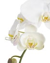 White Phalaenopsis Orchid, Moth Orchids isolated on white background, with clipping path Royalty Free Stock Photo