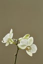 White Phalaenopsis