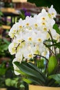 White phalaenopsis orchid in a pot