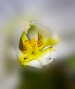 White phalaenopsis orchid with yellow callus and midlobe with blurred background Royalty Free Stock Photo