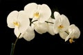 White phalaenopsis orchids