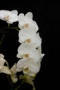 White Phalaenopsis Orchids against black background Royalty Free Stock Photo