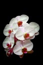 White phalaenopsis orchids Royalty Free Stock Photo