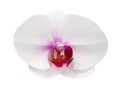 White phalaenopsis orchids flowers with purple striped blooming isolated on background with clipping path , natural ornamental