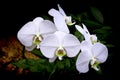 White phalaenopsis orchids Royalty Free Stock Photo