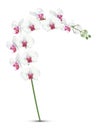 White phalaenopsis orchids with pink middle branch