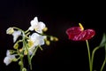 White phalaenopsis and red anthurium flowers over black background. Royalty Free Stock Photo