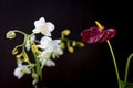 White phalaenopsis and red anthurium flowers over black background. Royalty Free Stock Photo