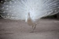 White pheasant with beautiful fan tail standing on dirt field