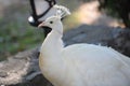 White pheasant on stone path in nature Royalty Free Stock Photo