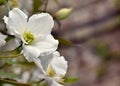 White Philadelphus `Belle ÃÂ©toile` mock orange flowers Royalty Free Stock Photo