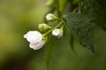 White Philadelphus Coronarius Flower Across Blurry Green
