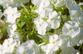White phlox Royalty Free Stock Photo