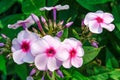 White phlox flowers