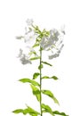 White phlox (Phlox paniculata) Royalty Free Stock Photo