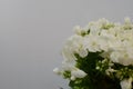 White Phlox paniculata on white background Royalty Free Stock Photo