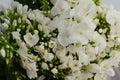 White Phlox paniculata on white background Royalty Free Stock Photo