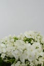 White Phlox paniculata on white background Royalty Free Stock Photo