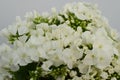 White Phlox paniculata on white background Royalty Free Stock Photo
