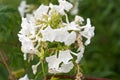 White Phlox paniculata garden phlox flowers macro selective focus Royalty Free Stock Photo