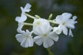 White phlox paniculata in hoarfrost. Royalty Free Stock Photo