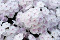 White phlox with pink highlights