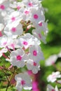 White phlox. Summer flower.