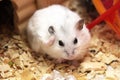 White phodopus hamster Royalty Free Stock Photo